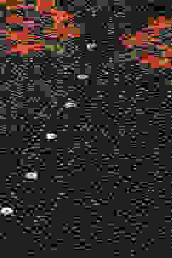 Black LIVA Straight Printed Top image number 1