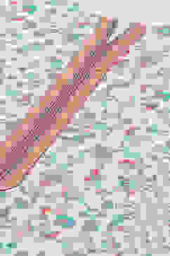 White Viscose Straight Printed Kurta Palazzo Suit Set image number 1