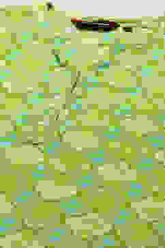 Green Rayon Staight Kurta image number 1