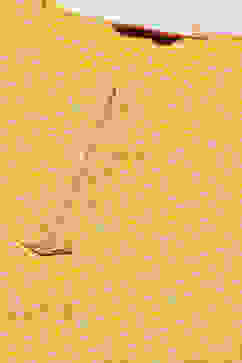 Yellow LIVA Straight Printed Kurta image number 1