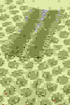 Ivory Printed Straight Kurta & Pants Suit Set image number 1