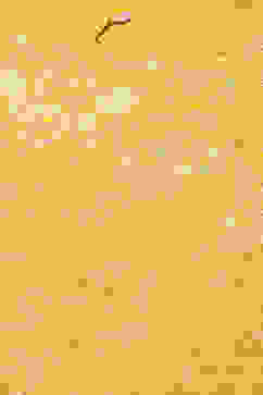 Yellow LIVA Straight Printed Kurta Palazzo Suit Set image number 1