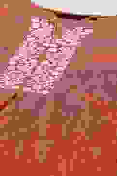 Red Poly Cotton Staight Kurta image number 1