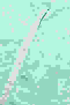 Aqua Floral Printed Straight Indie Top image number 1