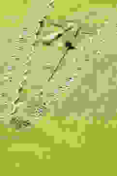 Lime Green Solid Straight Kurta image number 1