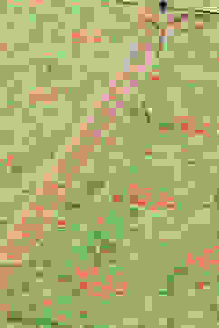 Green Floral Printed Straight Kurti image number 1